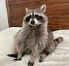 concertsandraccoons's profile picture