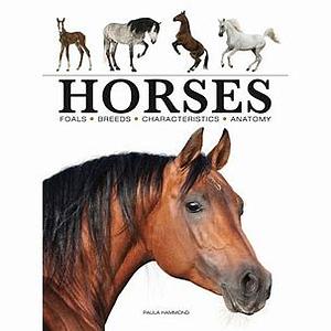 Horses by Paula Hammond