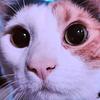 lilbluestem's profile picture