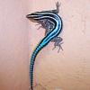 holaspis's profile picture