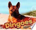 Dingoes by Lyn A. Sirota