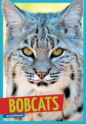 Bobcats by Arnold Ringstad