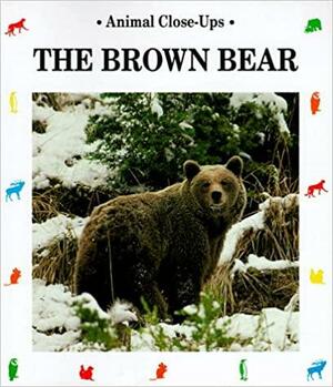 The Brown Bear by Valerie Tracqui