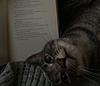 greygreygrey's profile picture