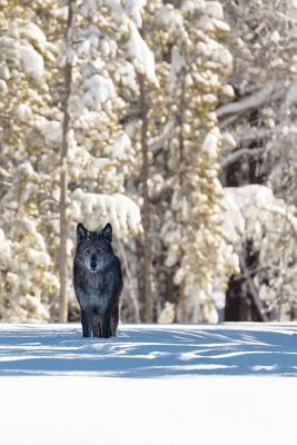 Beautiful Eyes This Morning: The Gray Wolf or Timber Wolf, Is a Canine Native to the Wilderness and Remote Areas of Eurasia and North America. by Planners and Journals