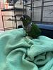 gibshummingbird's profile picture