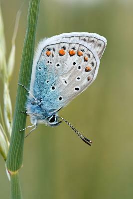 Butterfly in the Grass: There Are Approximately 20,000 Species of Butterflies in the World. by Planners and Journals