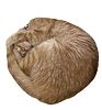standardwhaleoil's profile picture