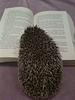 snerp_reads's profile picture