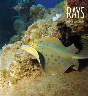 Rays by Melissa Gish