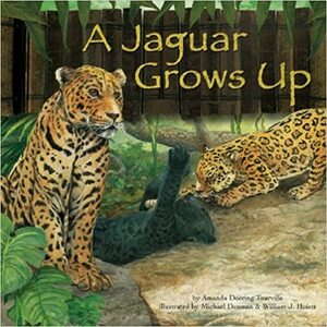 A Jaguar Grows Up by Amanda Doering Tourville