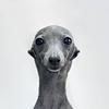 moss_s_s's profile picture