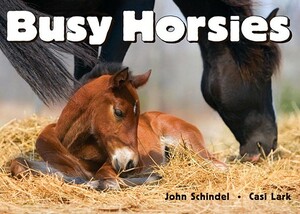 Busy Horsies by John Schindel