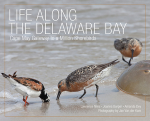Life Along the Delaware Bay: Cape May, Gateway to a Million Shorebirds by Lawrence Niles, Amanda Dey, Joanna Burger