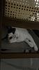 cherrydaisy's profile picture