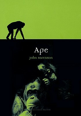 Ape by John Sorenson
