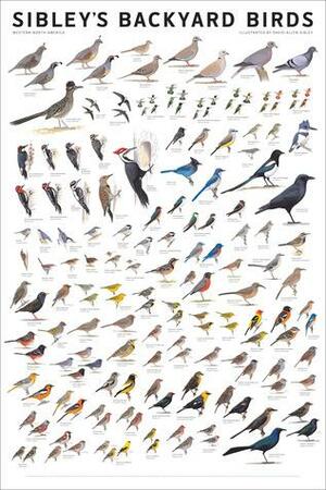 Sibley's Backyard Birds: Western North America by David Allen Sibley
