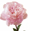 med_librarian's profile picture