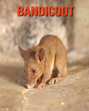 Bandicoot: Incredible Pictures and Fun Facts about Bandicoot by William Doyle
