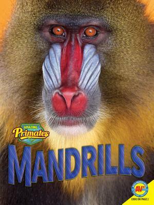 Mandrills by Ruth Daly