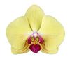 saturdayorchids's profile picture