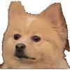 koax's profile picture