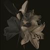 xstellarr's profile picture