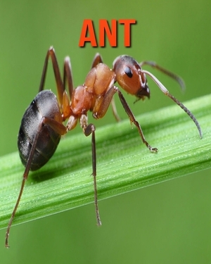 Ant: Amazing Facts about Ant by Devin Haines