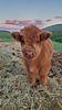 thosefluffycows's profile picture