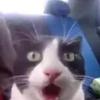 archivalassimpstant's profile picture