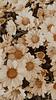 maria_tsts's profile picture