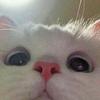 phan_amb's profile picture