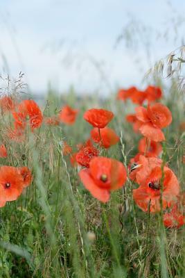 Poppies in a Field: Poppies Are Found Around the Globe from Icy Cold Tundra to Broiling Hot Deserts, Mostly in the Northern Hemisphere. by Planners and Journals