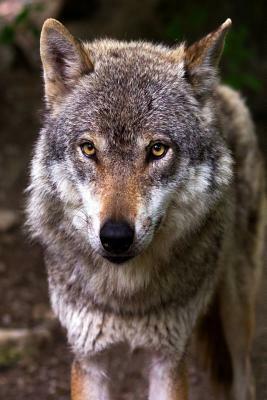 Nice Doggy: The Misunderstood Wolf: Most of Us Grew Up Hearing Stories about the Big, Bad Wolf. But Wolves Are Not Really Big or B by Planners and Journals