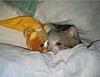 isobel_ruine's profile picture
