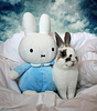 lilikat747's profile picture