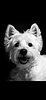 chocolatewestie16's profile picture