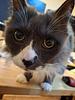 pusheen_11's profile picture