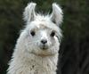 alalpaca's profile picture