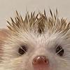 staripages's profile picture