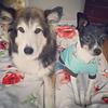 tinyviolet's profile picture