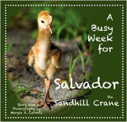 A Busy Week for Salvador the Sandhill Crane by Margie K. Carroll