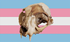 imperatrice_minerva's profile picture
