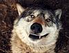 loverofwolves's profile picture