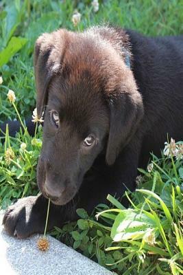 Puppy: The Labrador Retriever, or Just Labrador, or Lab Is a Type of Retriever-Gun Dog. the Labrador Is One of the Most Popul by Planners and Journals