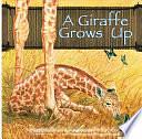 A Giraffe Grows Up by Amanda Doering Tourville