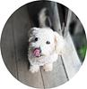 pookkiekul's profile picture