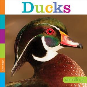 Ducks by Kate Riggs