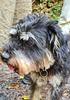 carola_janssen's profile picture