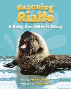 Rescuing Rialto: A Baby Sea Otter's Story by Lynda V. Mapes, Alan Berner